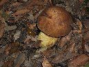 ntrada Ilice-Boletus subappendiculatus  057